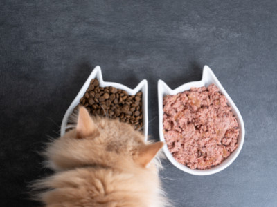 La bi-nutrition sec/humide chez le chat